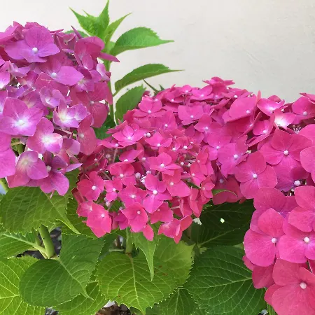 Bed & Breakfast Residenza Elisa Desenzano del Garda